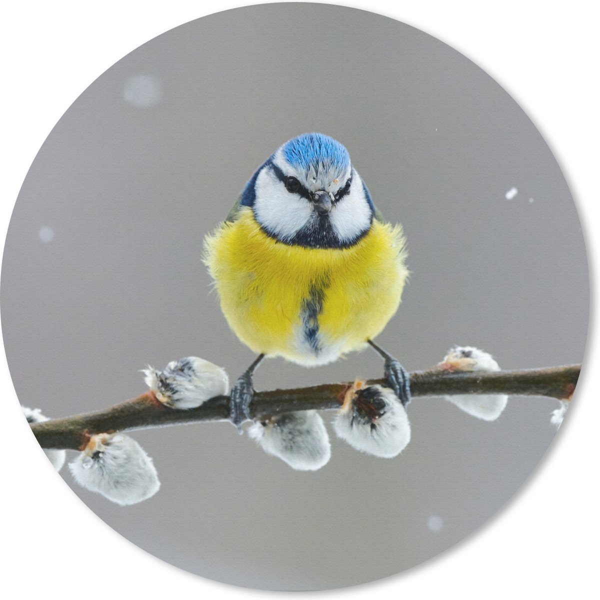 Muismat rond 20x20 cm - Mousepad Pimpelmees - Vogel - Tak - Geel - Blauw - Ronde muismatten