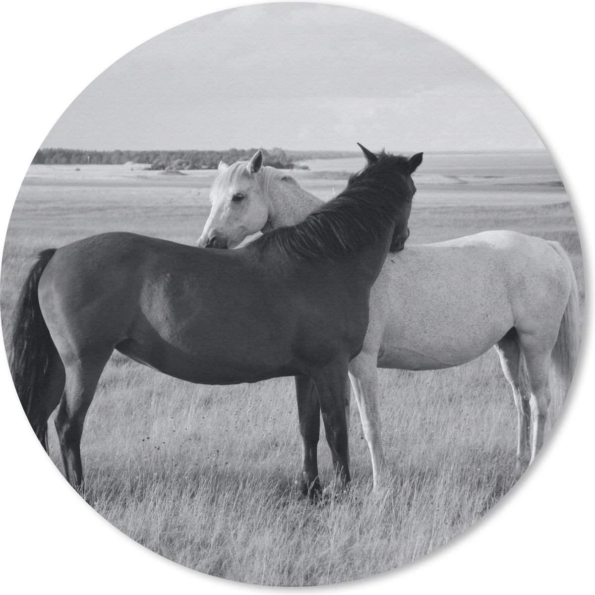 Muismat rond 50x50 cm - Mousepad Paarden - Dieren - Portret - Zwart wit - Platteland - Ronde muismatten