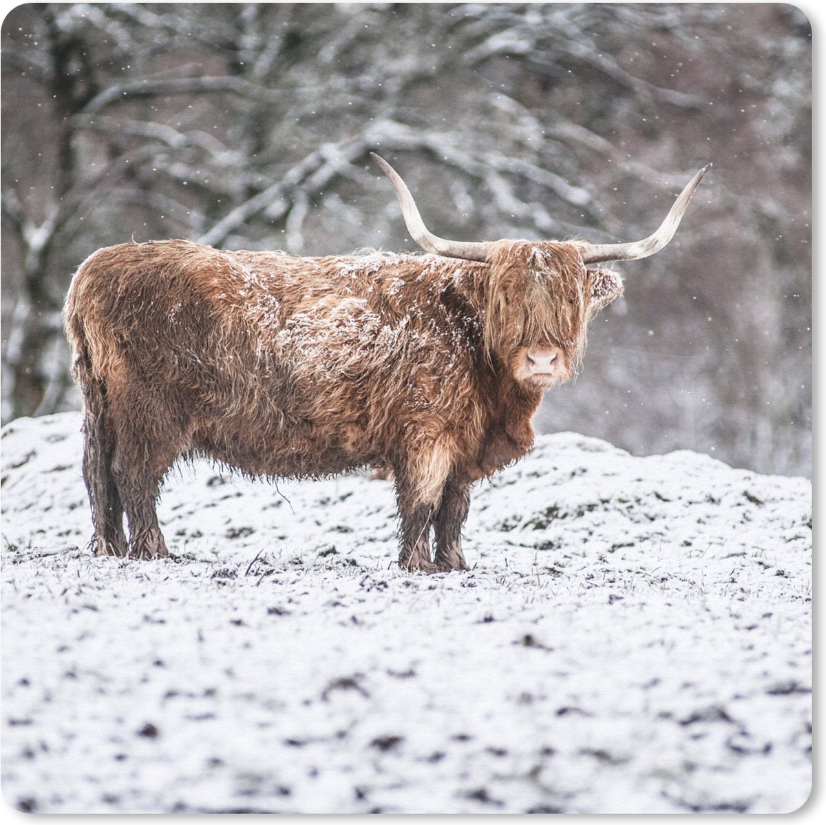 Muismat 30x30 cm - Mousepad Schotse Hooglander - Boom - Sneeuw - Muismatten