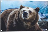 Tuinposter – Omhoogkijkende Grizzly Beer aan het Water - 90x60 cm Foto op Tuinposter (wanddecoratie voor buiten en binnen)