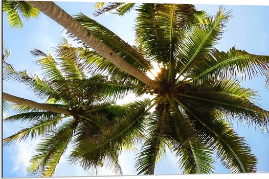 Dibond - Onderaanzicht van de Hoge Smalle Palmbomen onder Schapenwolken - 90x60 cm Foto op Aluminium (Met Ophangsysteem)