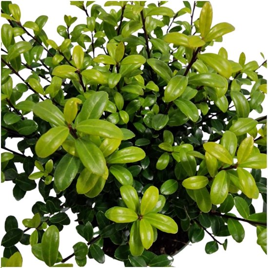 1 meter Hulst haag - Ilex crenata 'Jenny'® - Set van 6 winterharde haag - Groenblijvende haag - Vers van de kwekerij geleverd - .nu