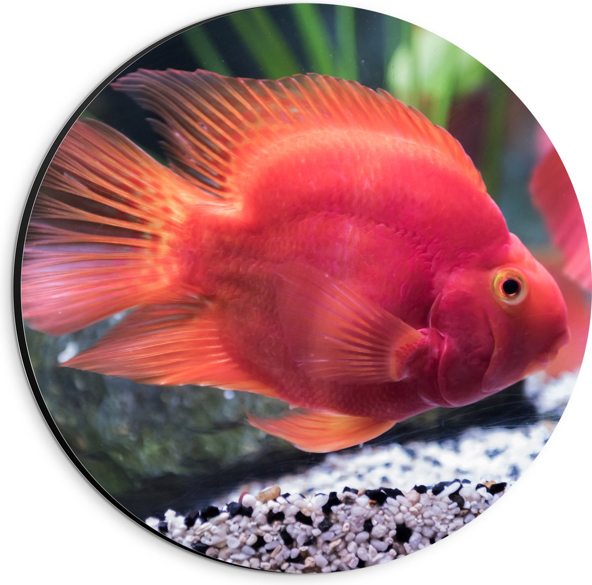 Dibond Muurcirkel - Rode Papegaai Cichlide Vis Zwemmend in Aquarium - 20x20 cm Foto op Aluminium Muurcirkel (met ophangsysteem)