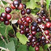 Jostabes - Ribes ‘Josta berry’ - Struik 30-50 cm