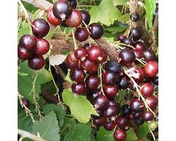 Jostabes - Ribes ‘Josta berry’ - Struik 30-50 cm