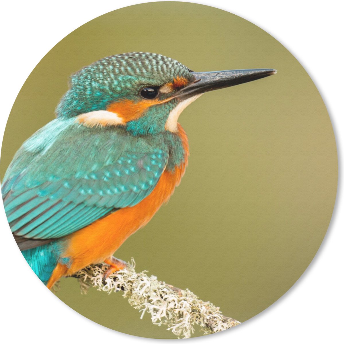 Muismat rond 50x50 cm - Mousepad IJsvogel - Dieren - Vogel - Ronde muismatten