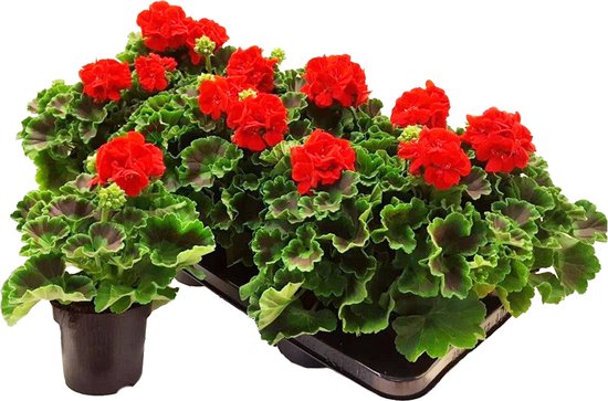 Geraniums Rood - Staande plant - 8 stuks - Bloeit mei-oktober | bol