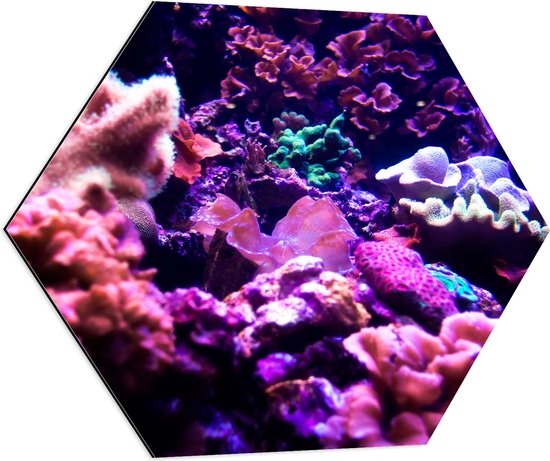 Dibond Hexagon - Koraal - Onderwaterleven - Dier - Zee - Oceaan - Kleuren - 70x60.9 cm Foto op Hexagon (Met Ophangsysteem)