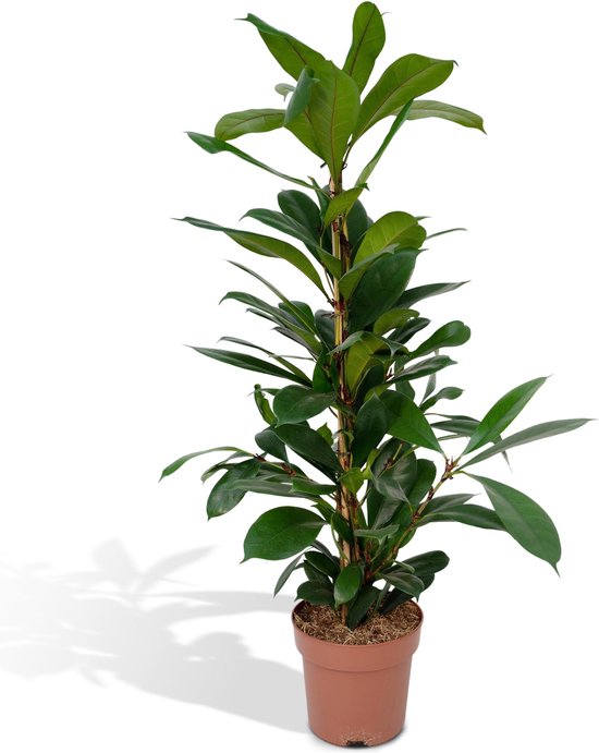 Afrikaanse Vijgenboom - Kamerplant Ficus Cyathistipula – ca. 105cm