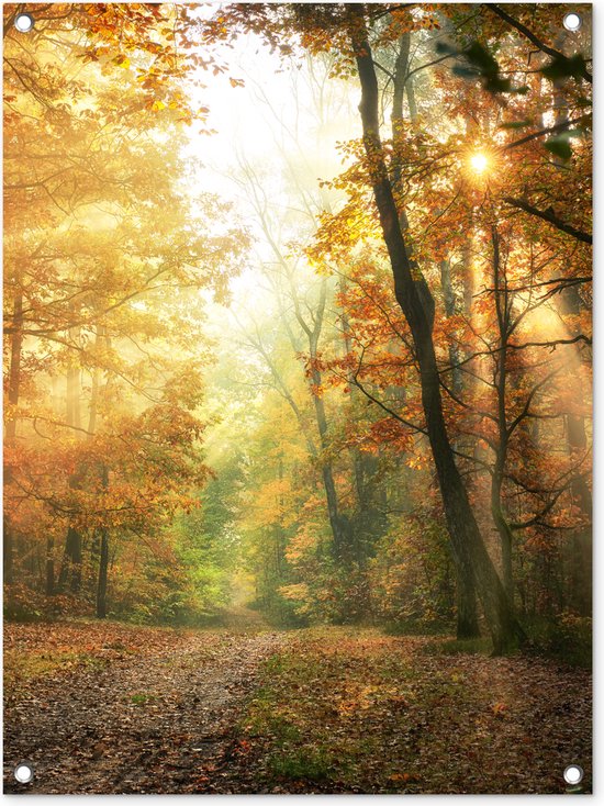 Tuinposter 60x80 cm - Tuindecoratie Bos - Herfst - Zon - Landschap - Natuur - Bomen - Bladeren - Poster voor in de tuin - Buiten decoratie - Schutting tuinschilderij - Tuindoek muurdecoratie - Wanddecoratie balkondoek
