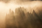 Fotobehang Bos In Mist - Vliesbehang - 360 x 240 cm