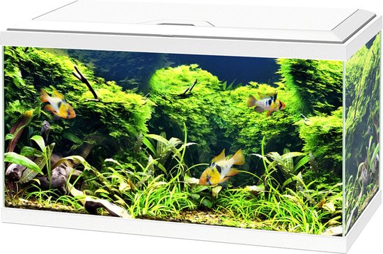 Ciano Aquarium 60 Led Cf80 60x30x41 cm - Aquaria - Wit