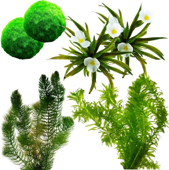 vdvelde.com - Losse Zuurstofplanten Set - L - 1.500 – 3.000 L - Voor 1.500 – 3.000 L - 26 planten - Plaatsing: los in het water