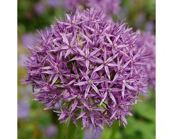 Bloomique - Mix van 15 - Allium Purple Sensation - Look - Sierui - Paars - Bloembollen - Voorjaarsbloeiend - Meerjarige Planten - Groeit tot 70-90 cm
