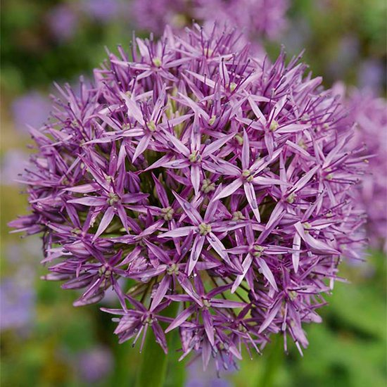 Bloomique - Mix van 15 - Allium Purple Sensation - Look - Sierui - Paars - Bloembollen - Voorjaarsbloeiend - Meerjarige Planten - Groeit tot 70-90 cm