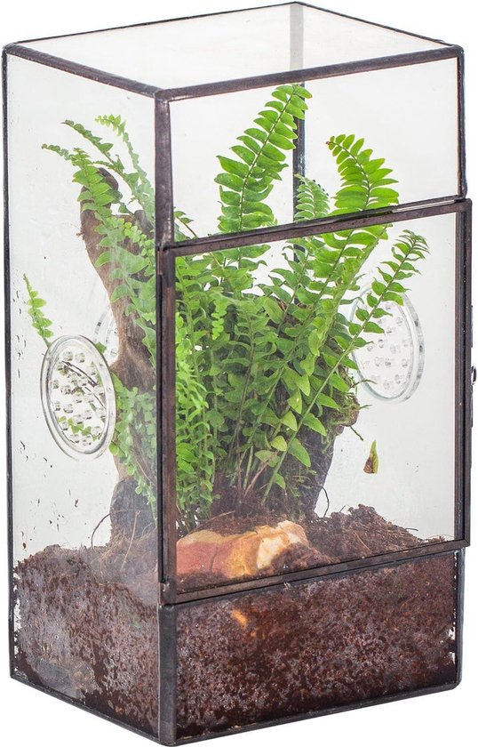 Repto Terra Clear Terrarium - perfect insecten terrarium in 5 formaten