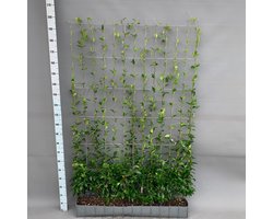 Green Harmony | Trachelospermum - Toscaanse Jasmijn - Kant-en-Klaar Haag - 120 x 180 cm