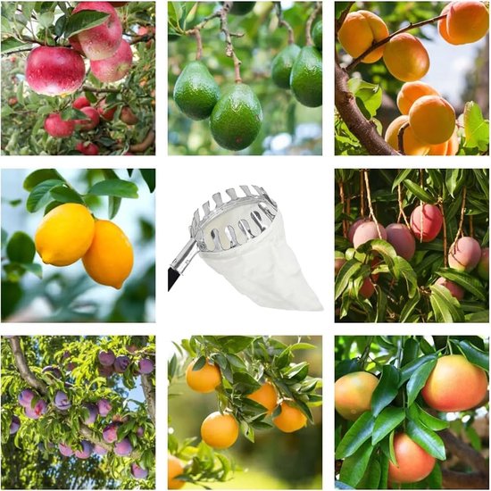 Equivera Appelplukker - Fruitplukker - Appel Plukker - Fruit Plukker - Fruitplukker met Steel - Appelplukker met Steel - Vluchtenplukker - Gemakkelijk fruit plukken! — afbeelding 3