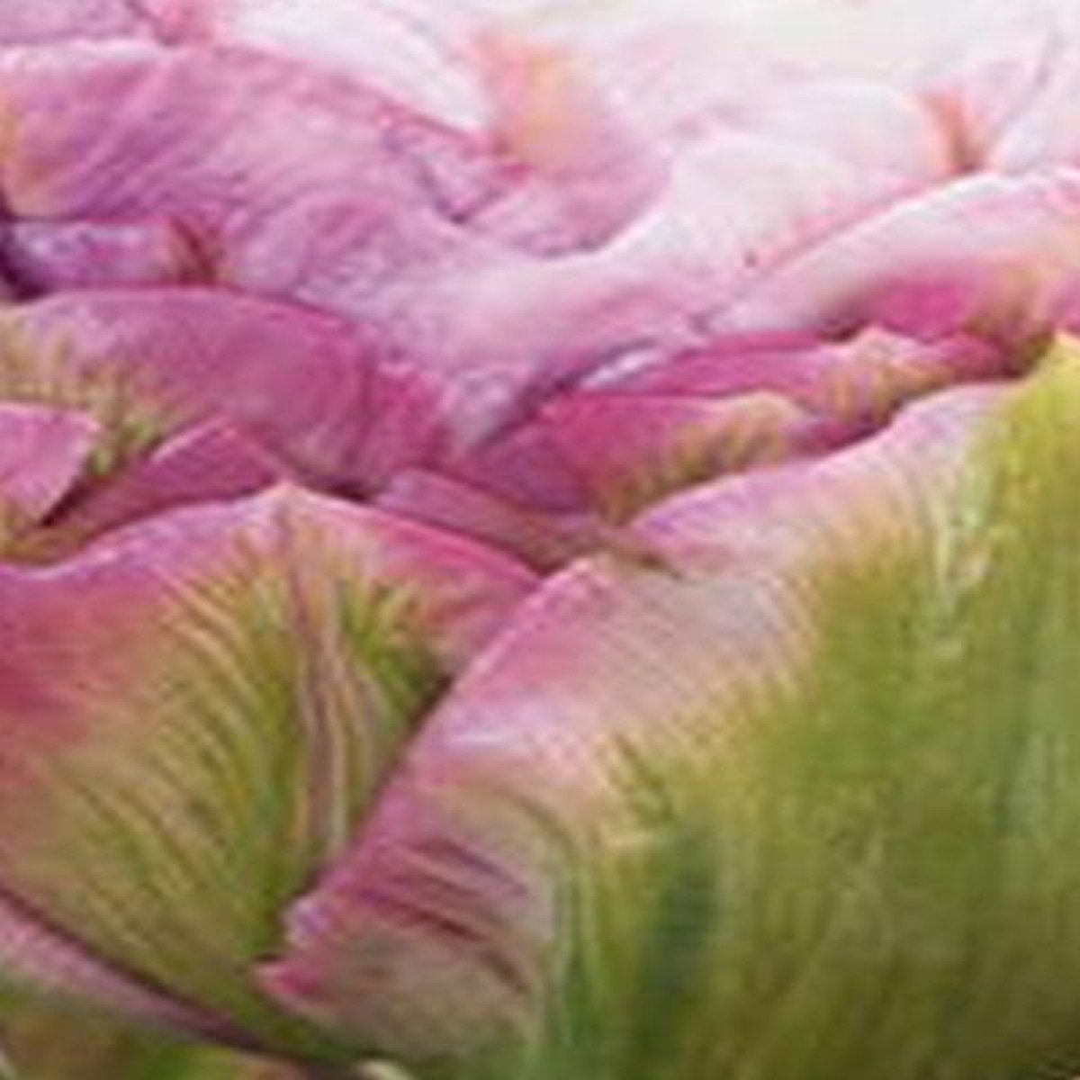 JUB - Tulipa peggy wonder