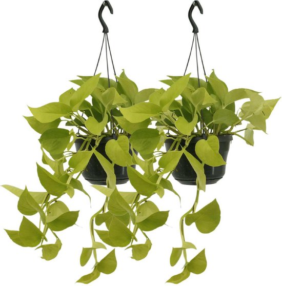 Epipremnum Golden Pothos 2 planten (Scindapsus)-25cm -Ø14 Groene Kamerplant