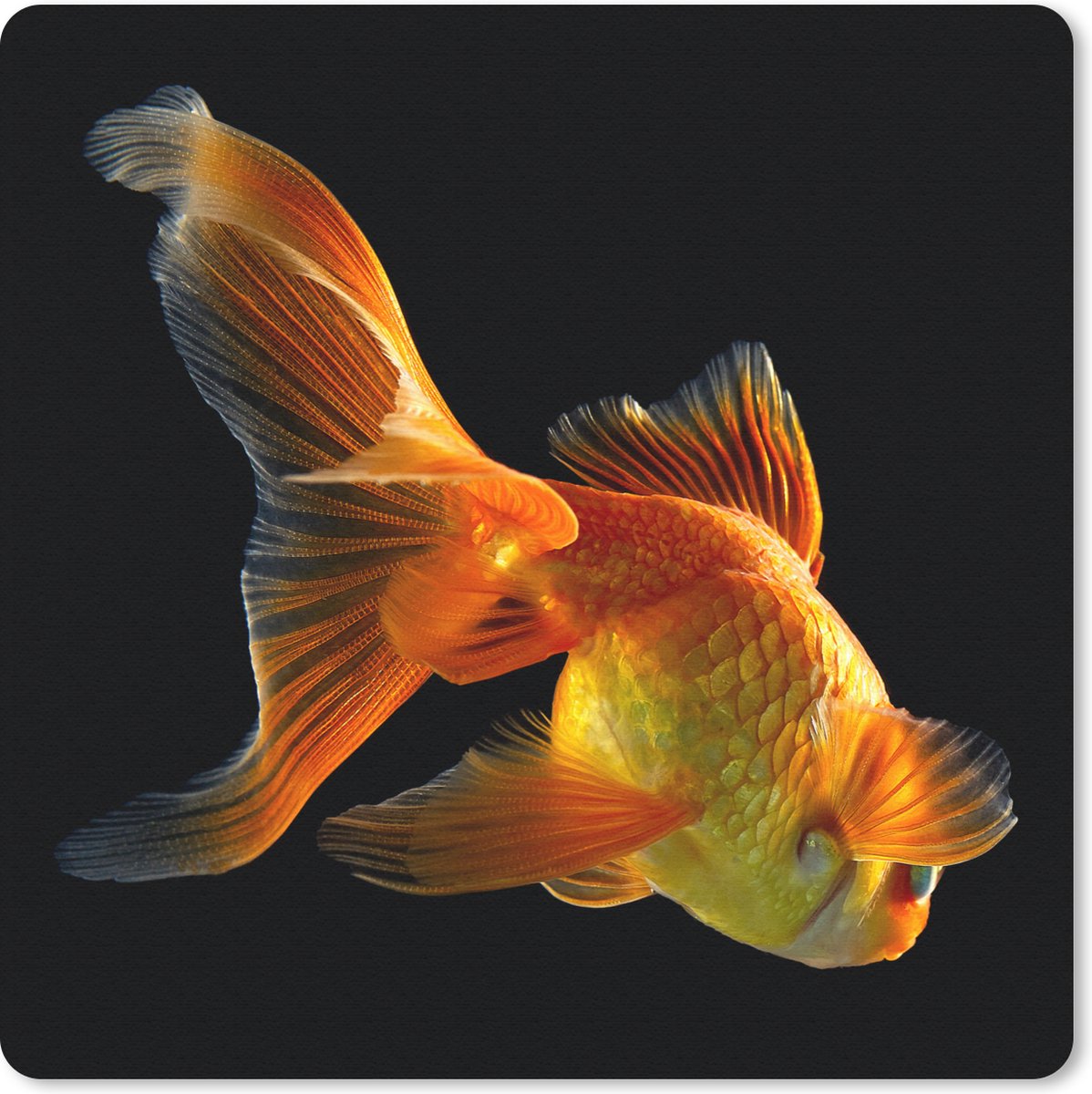Muismat 20x20 cm - Mousepad Goudvis - Dieren - Zwart - Muismatten