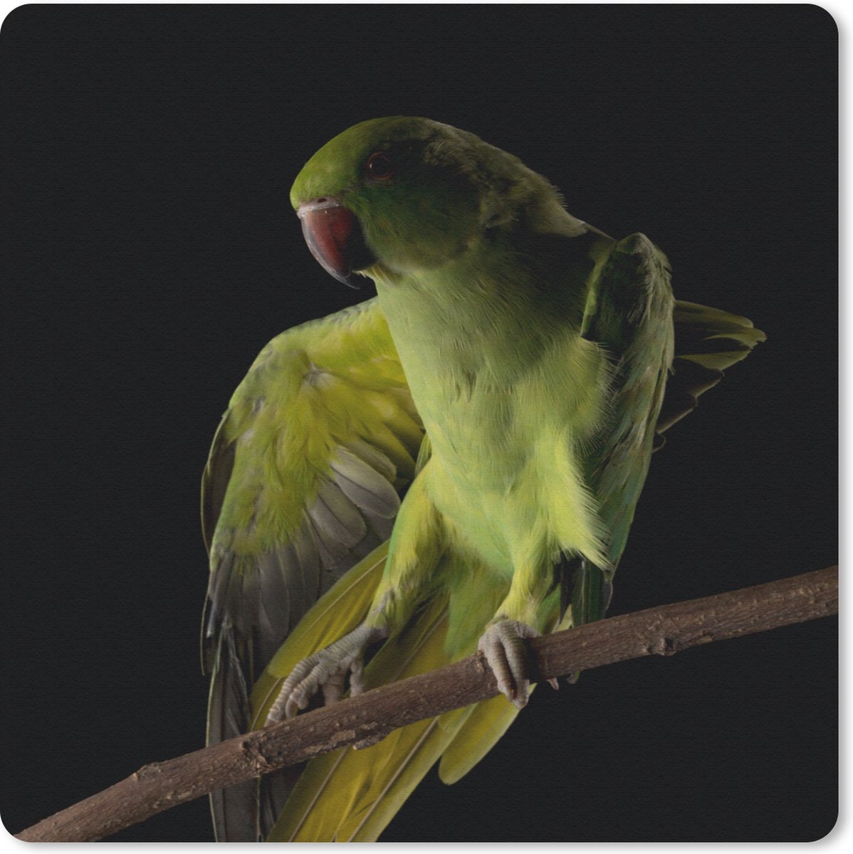 Muismat 30x30 cm - Mousepad Papegaai - Vogel - Tak - Muismatten