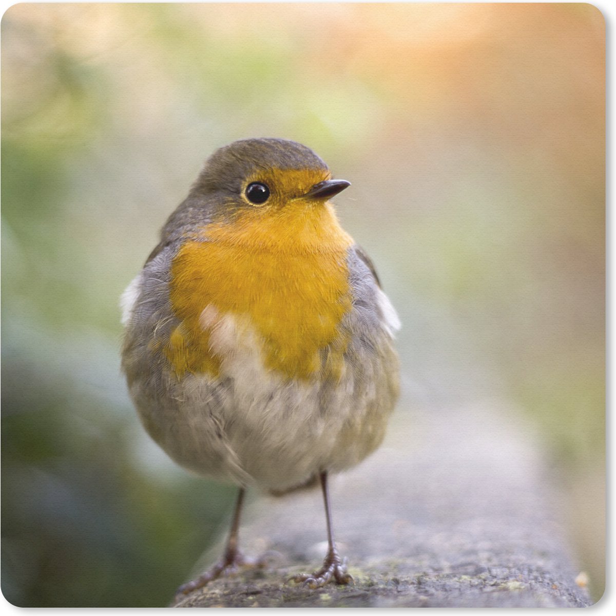 Muismat 20x20 cm - Mousepad Vogels - Roodborstje - Boom - Muismatten