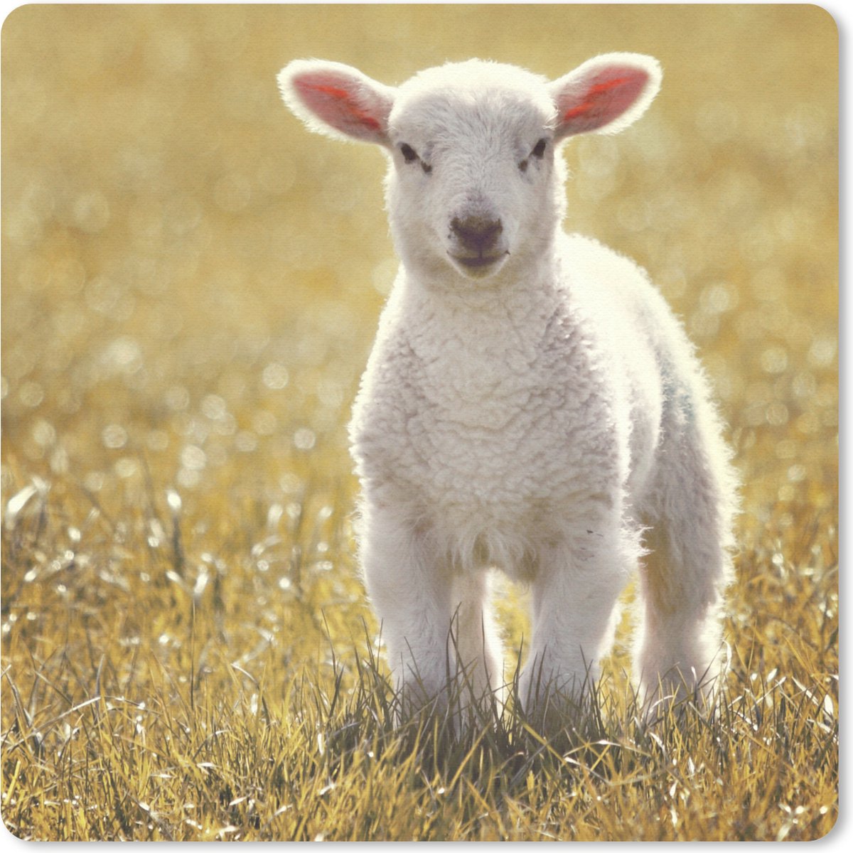 Muismat 20x20 cm - Mousepad Schaap - Gras - Zon - Muismatten