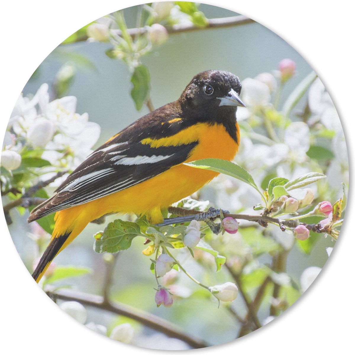 Muismat rond 40x40 cm - Mousepad Vogel - Bloemen - Kleuren - Ronde muismatten