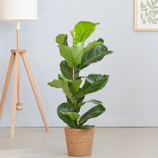 Ficus Lyrata – Vioolbladplant – P21