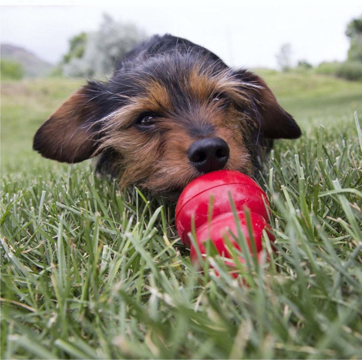 KONG Easy Treat Peanut Butter thumbnail 3