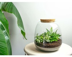 Planten terrarium - Emma Mini - DIY kit - ↑ 20 cm - Ø 19 cm