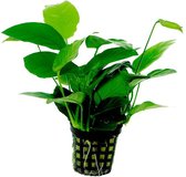 Levende Aquariumplant Anubias Nana 5cm pot per stuk