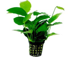 Levende Aquariumplant Anubias Nana 5cm pot per stuk