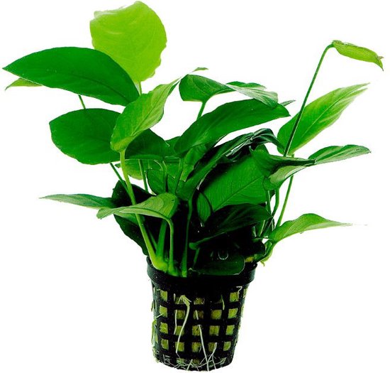 Levende Aquariumplant Anubias Nana 5cm pot per stuk