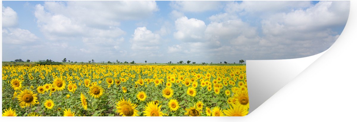 Muurstickers - Sticker Folie - Zonnebloemen - Bloemen - Wolken - Natuur - Geel - Landschap