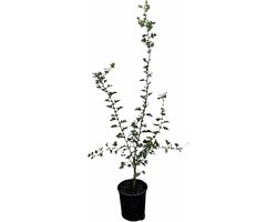 Meidoorn (Crataegus monogyna) 60-80 cm In pot - inheemse plant - rode bessen voor vogels - natuurlijke beveiliging dankzij doorns
