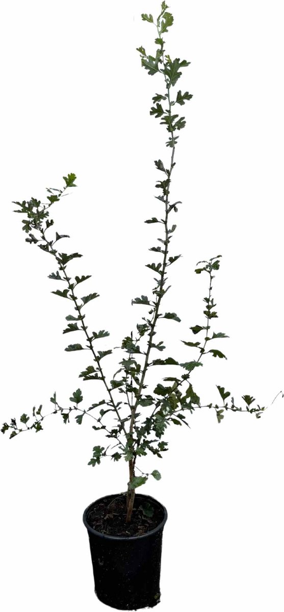 Meidoorn (Crataegus monogyna) 60-80 cm In pot - inheemse plant - rode bessen voor vogels - natuurlijke beveiliging dankzij doorns