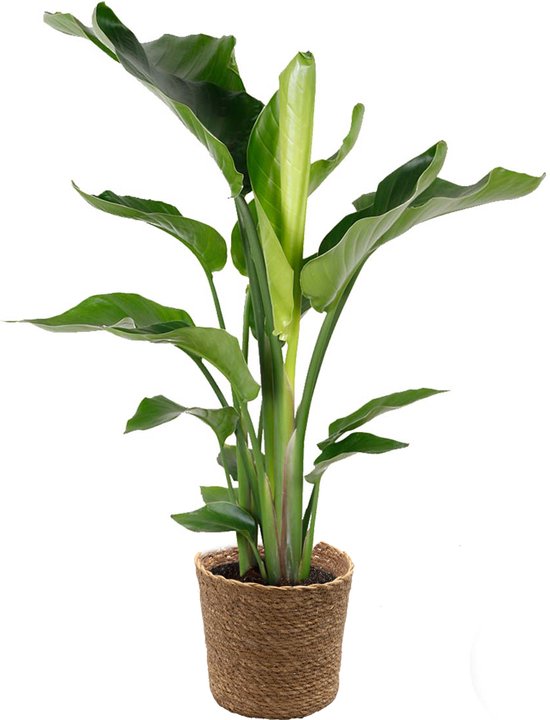 Bloomique - Strelitzia Nicolai - Paradijsvogelplant - Paradijsvogelbloem - Kamerplanten - Luchtzuiverend - Gemakkelijk in onderhoud - Hoogte 80-100 cm - Zeegras Mand 21 cm