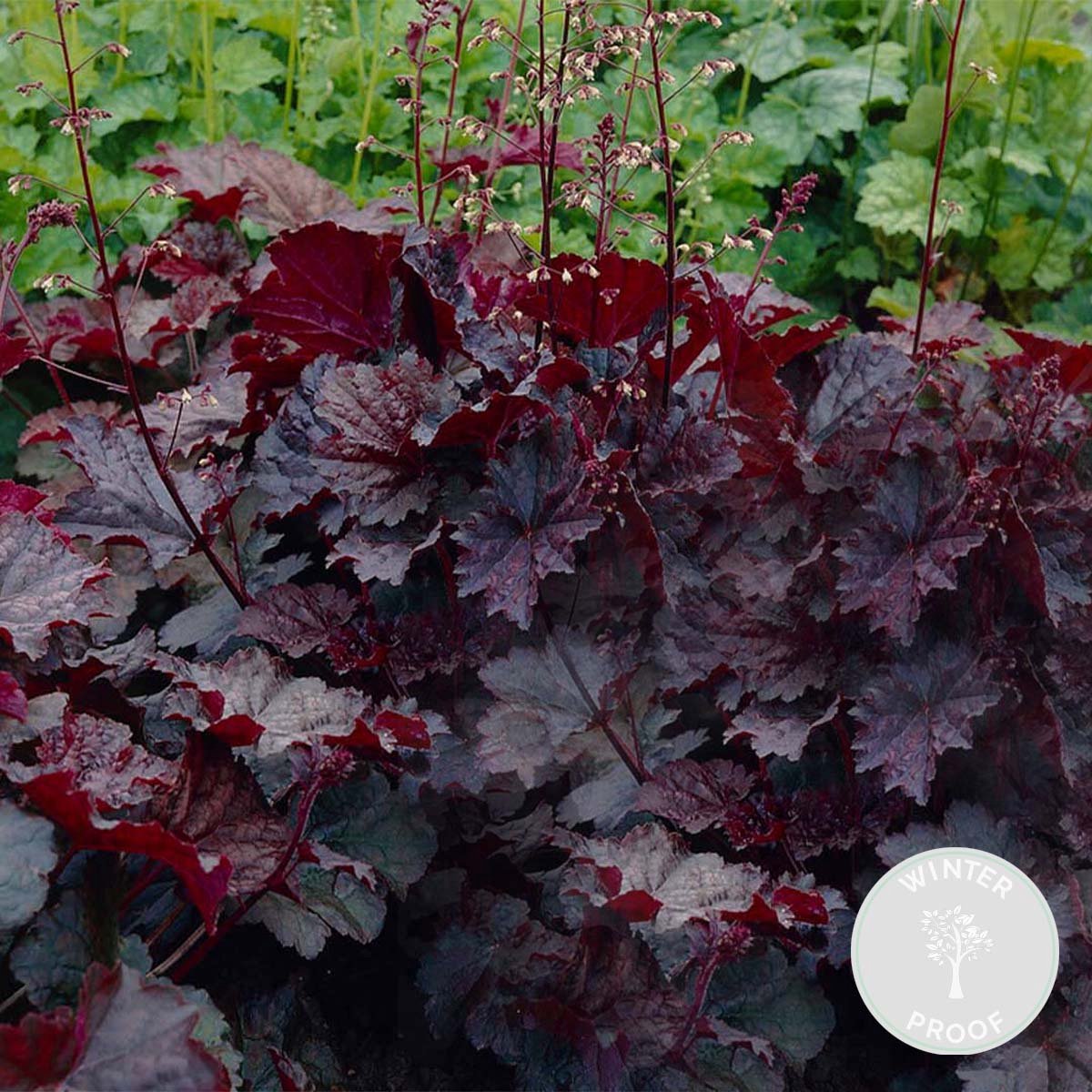 Bloomique - Heuchera Micrantha Palace Purple - Purperklokje - Tuinplanten - Winterhard - Diervriendelijk - Hoogte 10-20 cm - Pot 9x9 cm