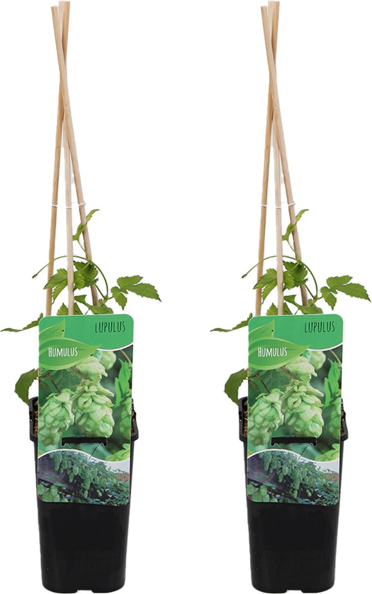 Bloomique - Set van 2 - Humulus Lupulus - Hop Plant - Geschikt voor Bier Brouwen - Klimplanten - Tuinplanten - Winterhard - Hoogte 50-70 cm - Pot 15cm