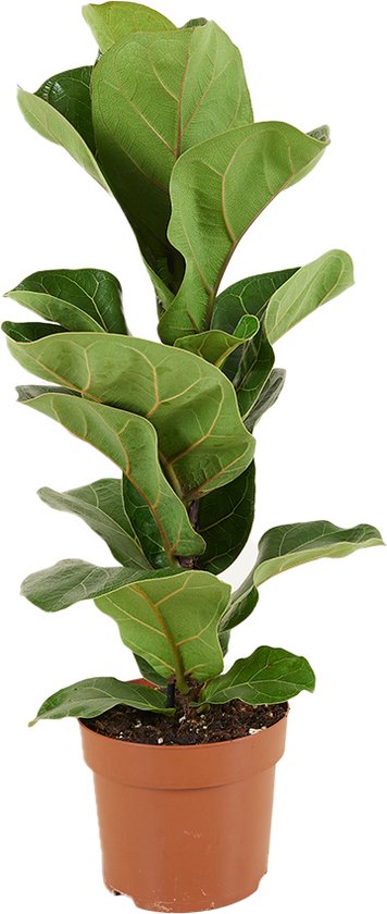 Bloomique - Ficus Lyrata Bambino - Vioolbladplant - Kamerplanten - Luchtzuiverend - Gemakkelijk in onderhoud - Hoogte 30-40 cm - Pot 12 cm