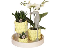 Green Harmony | Gift set Citrus Plantenset met gele Phalaenopsis Orchidee en Succulenten incl. keramieken sierpotten