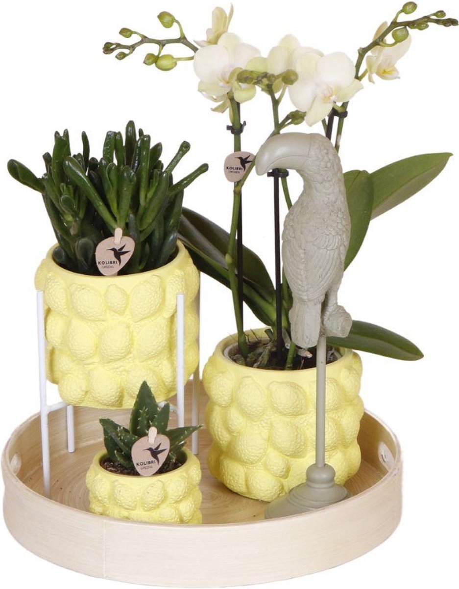 Green Harmony | Gift set Citrus Plantenset met gele Phalaenopsis Orchidee en Succulenten incl. keramieken sierpotten