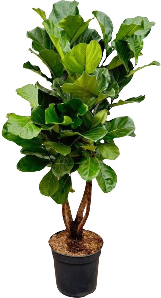 Green Harmony | Ficus Lyrata vertakt XL - 200cm - ø32
