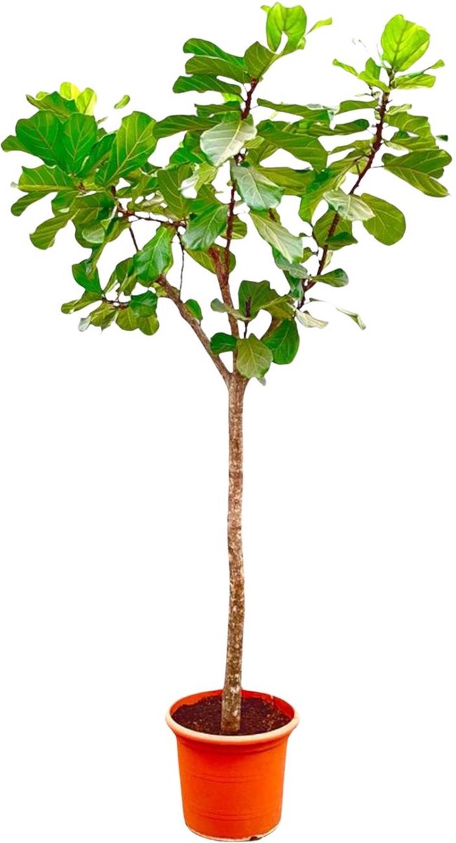Green Harmony | Ficus Lyrata boom XXXL - 300cm - ø55