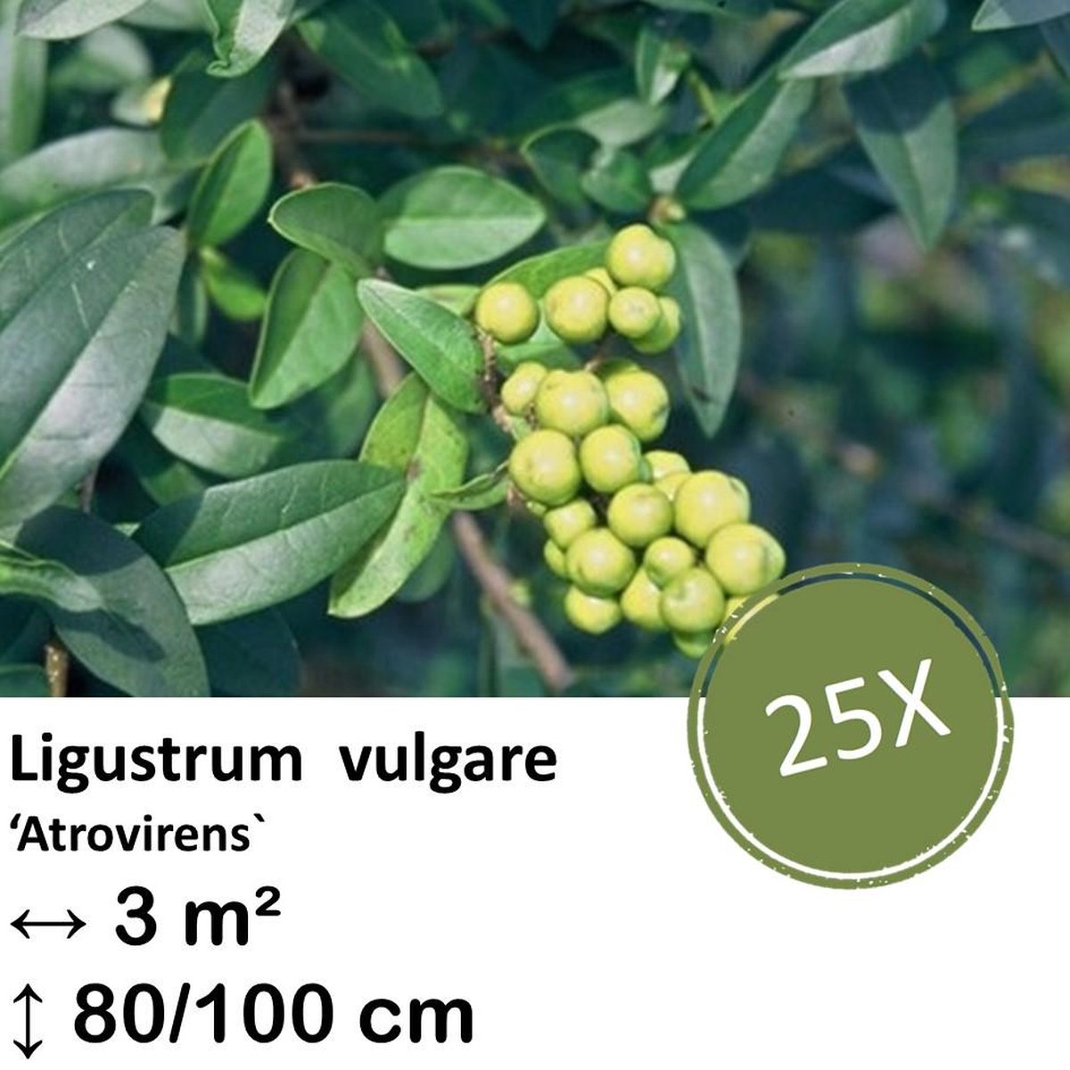 Green Harmony| Ligustrum vulgare 'Atrovirens` - kale wortel