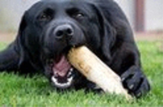 Zwarte labrador kauwt op een lichtbruin hondenbot.