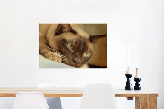 Poster Bruin gekleurde Burmese kat - 60x40 cm