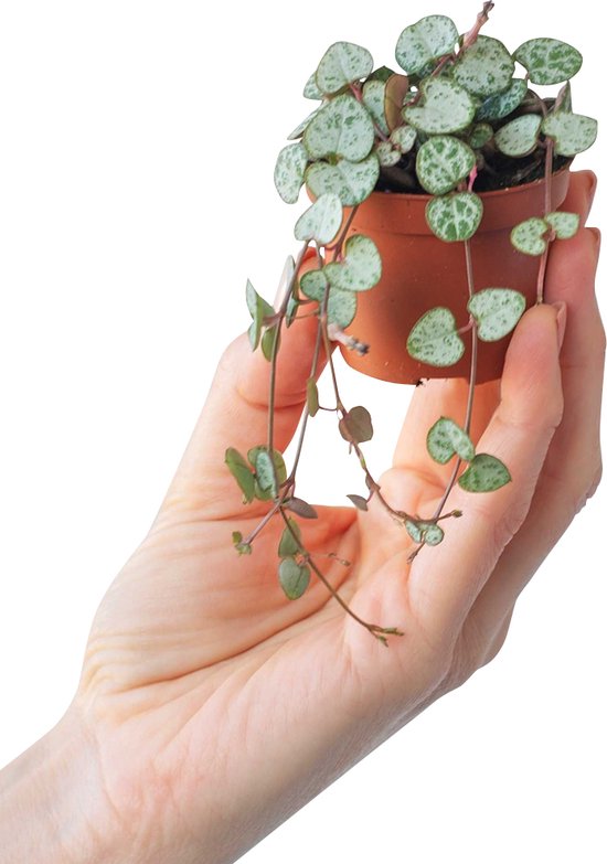 PLNTS - Baby Ceropegia Woodii String Of Hearts - Chinees Lantaarnplantje - Kweekpot 6 cm - Hoogte 10 cm